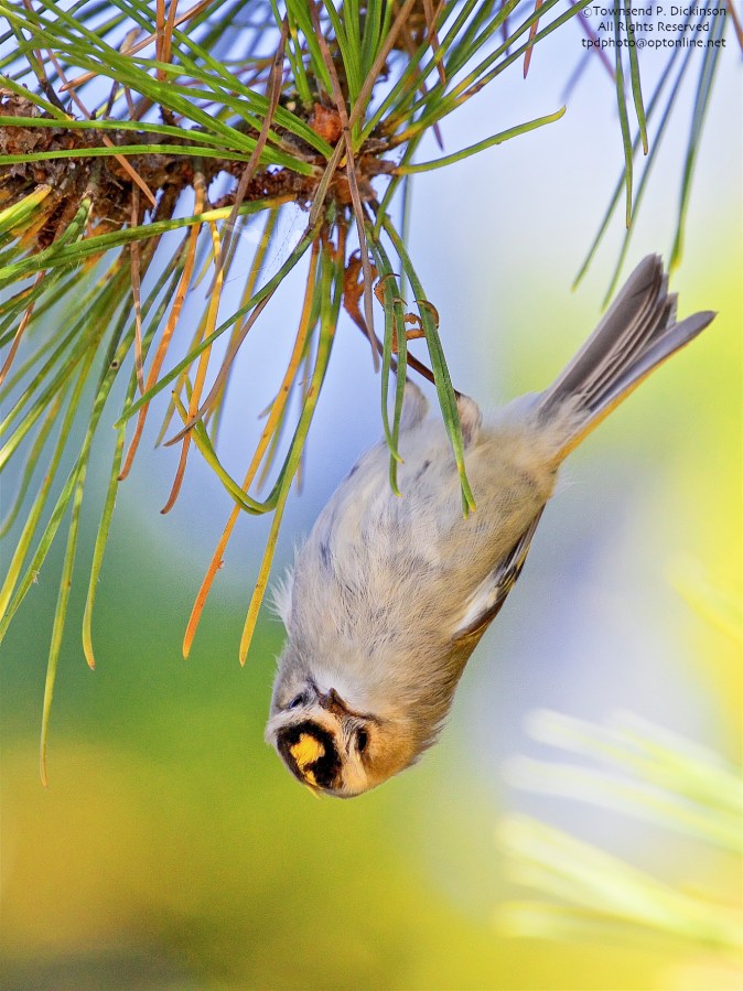 Golden-crowned Kinglet, fall migrant, foraging in Pine near Cape May Hawk Watch Platform, Cape May State Park, West Cape May, NJ.©Townsend P. Dickinson.