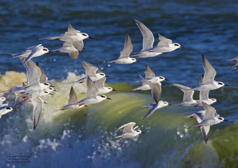 Forster's Terns in flight over Atlantic Ocean, fall, Cape May, NJ. ©Townsend P. Dickinson