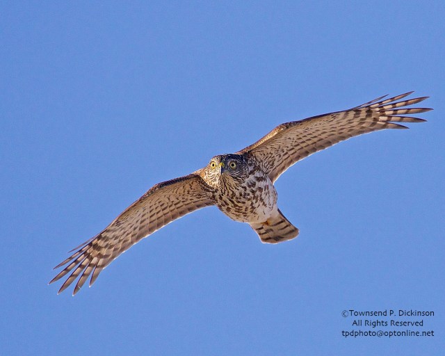 Cooper's Hawk juv, fall migrant over Cape May Hawk Watch platform, Cape May Point S.P., West Cape May, NJ. ©Townsend P. Dickinson.