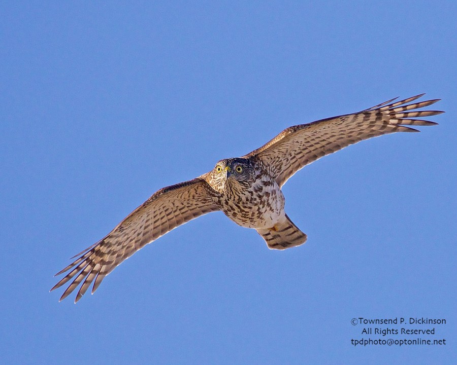 Cooper's Hawk juv, fall migrant over Cape May Hawk Watch platform, Cape May Point S.P., West Cape May, NJ. ©Townsend P. Dickinson.
