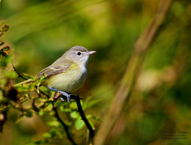 Bell's Vireo, vagrant, fall, Higbee Beach SP, Cape May, NJ. ©Townsend P. Dickinson.