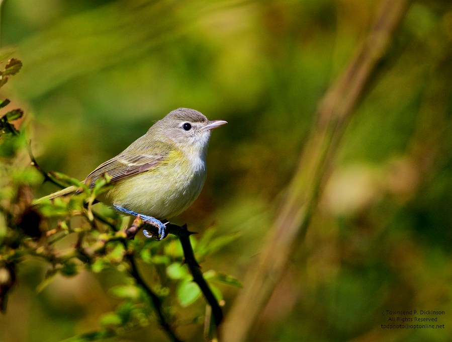 Bell's Vireo, vagrant, fall, Higbee Beach SP, Cape May, NJ. ©Townsend P. Dickinson.