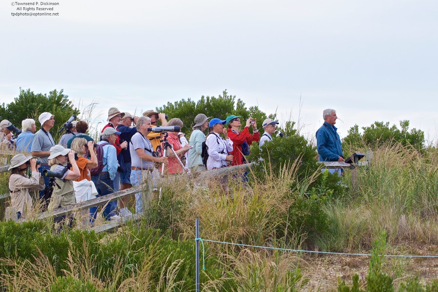 Peter Dunne, Author, Ambassador to Birds leads a walk through the Cape May Meadows on the dunes looking towards Cape May Lighthouse. ©Townsend P. Dickinson.