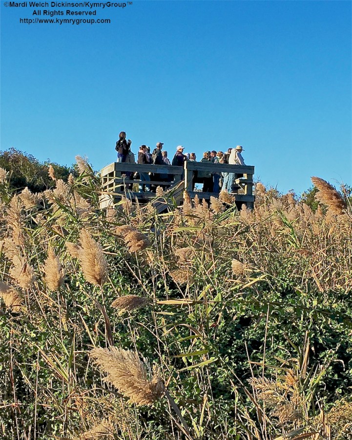 Cape May Morning Flight Platform & Dike at Higbee Beach birders gather as the sun peaks over the horizon that begins the spectacular fall songbird migration. Cape May Fall Birding Festival, Higbee Beach Wildlife Management Area, West Cape May, NJ. ©Mardi Welch Dickinson. All Rights Reserved.