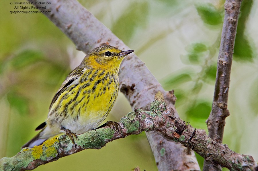 Cape May Warbler, Dendroica tigrina, female, fall migrant, foraging in "magic tree" West Cape May, NJ. ©Townsend P. Dickinson. All Rights Reserved.