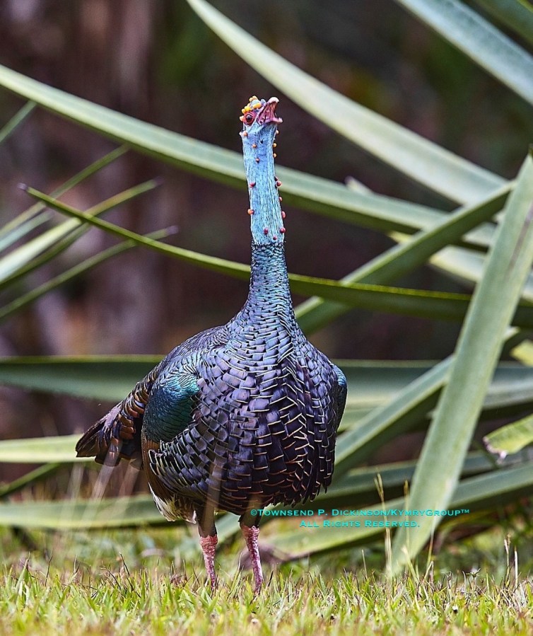 Ocellated Turkey in Tikal, Guatemala 1 ©Townsend P. Dickinson All Rights Reserved.