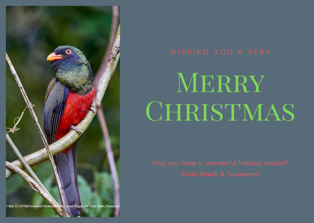 #J2O1717 Mar 22 2019 ©Townsend Dickinson- Slaty-tailed Trogan, PN Tikal, Petén, Guatemala.